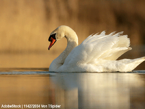 Der Schwan
